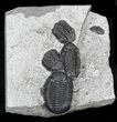 Nice Eldredgeops (Phacops) Trilobites Multiple - New York #32447-4